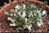 <em>Astragalus gilviflorus</em>